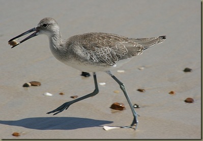 Willet2