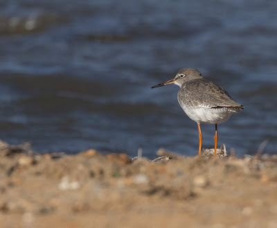 Redshank beside the sea, at Oropos Lagoon