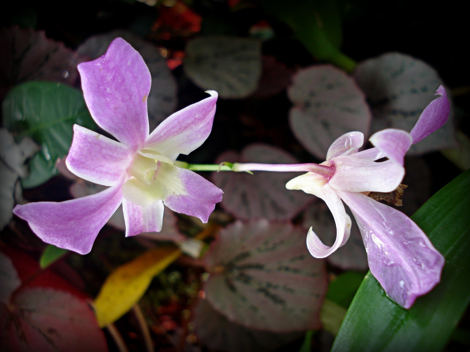 Gambar Nama Bunga Malaysia Orchid Hybrid Gambar Orkid 
