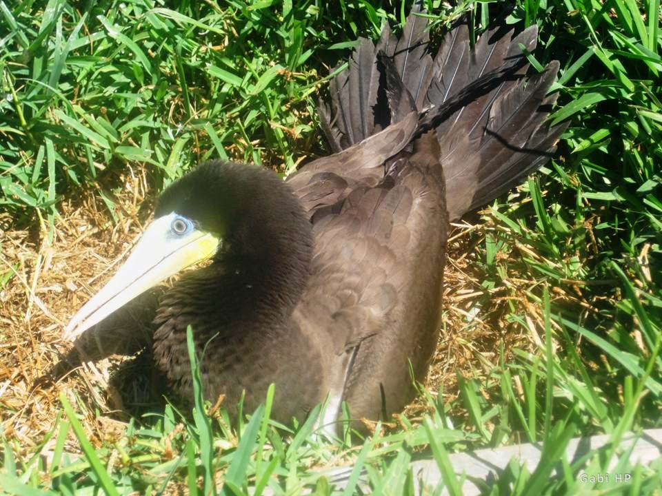 Gabi HP - Abrolhos