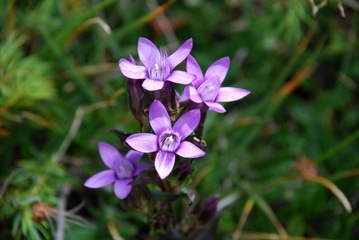 43-Genziana germanica