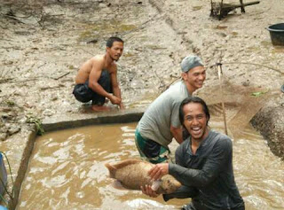 Mengenali Ikan Gurame