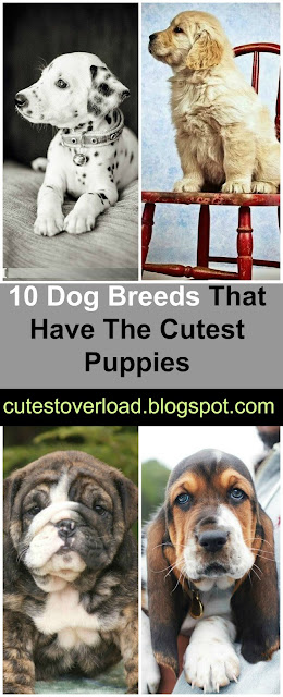 10 Dog Breeds That Have The Cutest Puppies