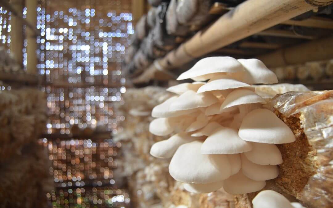  peluang perjuangan rumahan budidaya jamur tiram Peluang Usaha Rumahan Budidaya Jamur Tiram