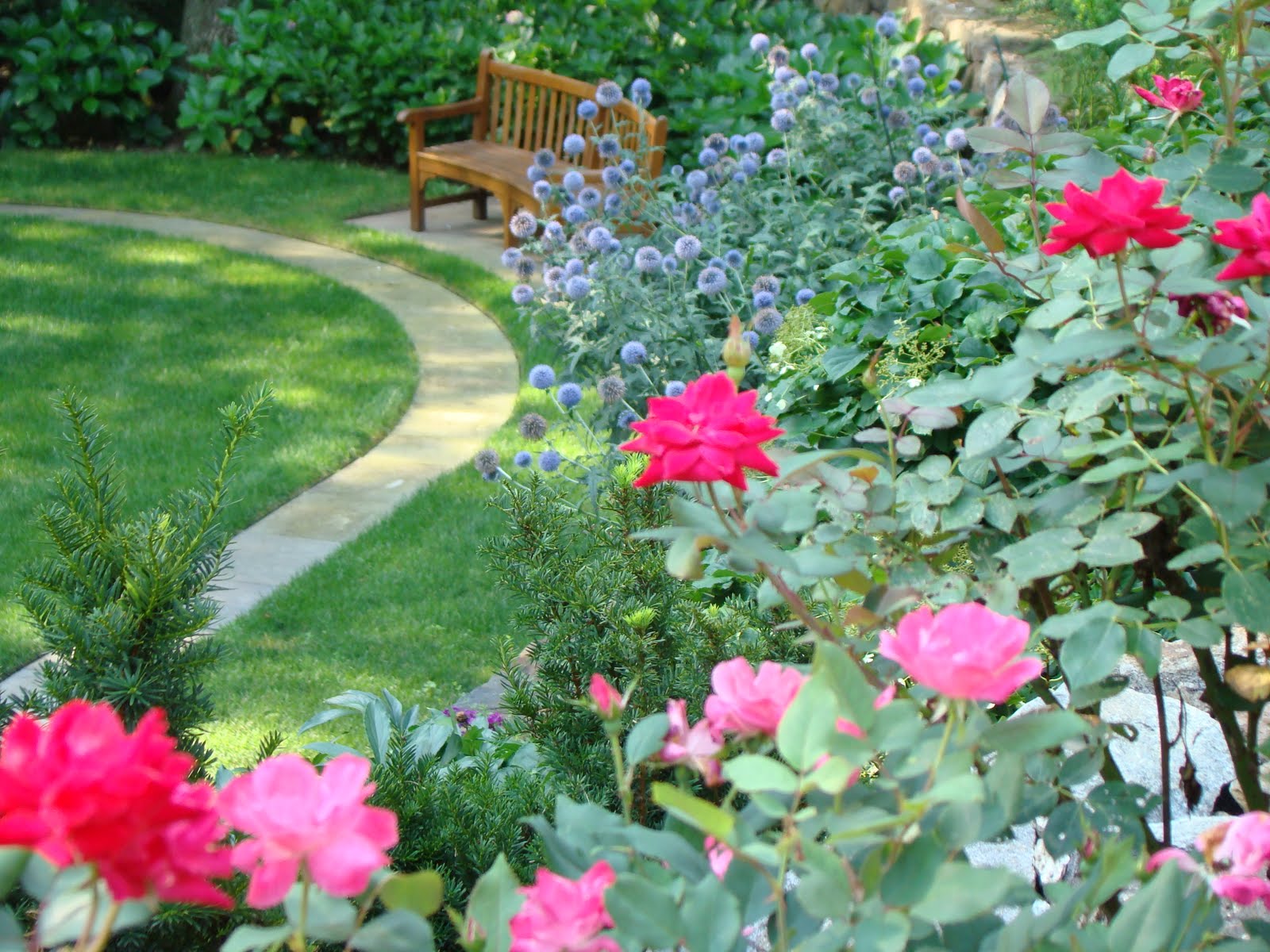 Double Knock Out Rose and Pink Knock Out Roses in one of my Landscapes