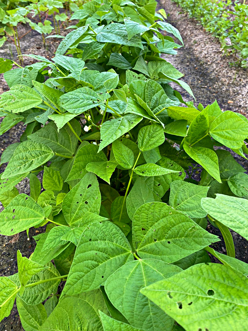 green-beans-garden-home-grown-vegetable