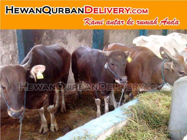 Harga Sapi Qurban 2017