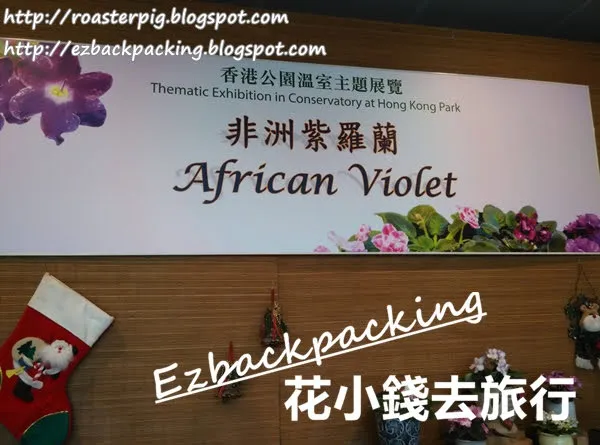 香港公園非洲紫羅蘭展覽