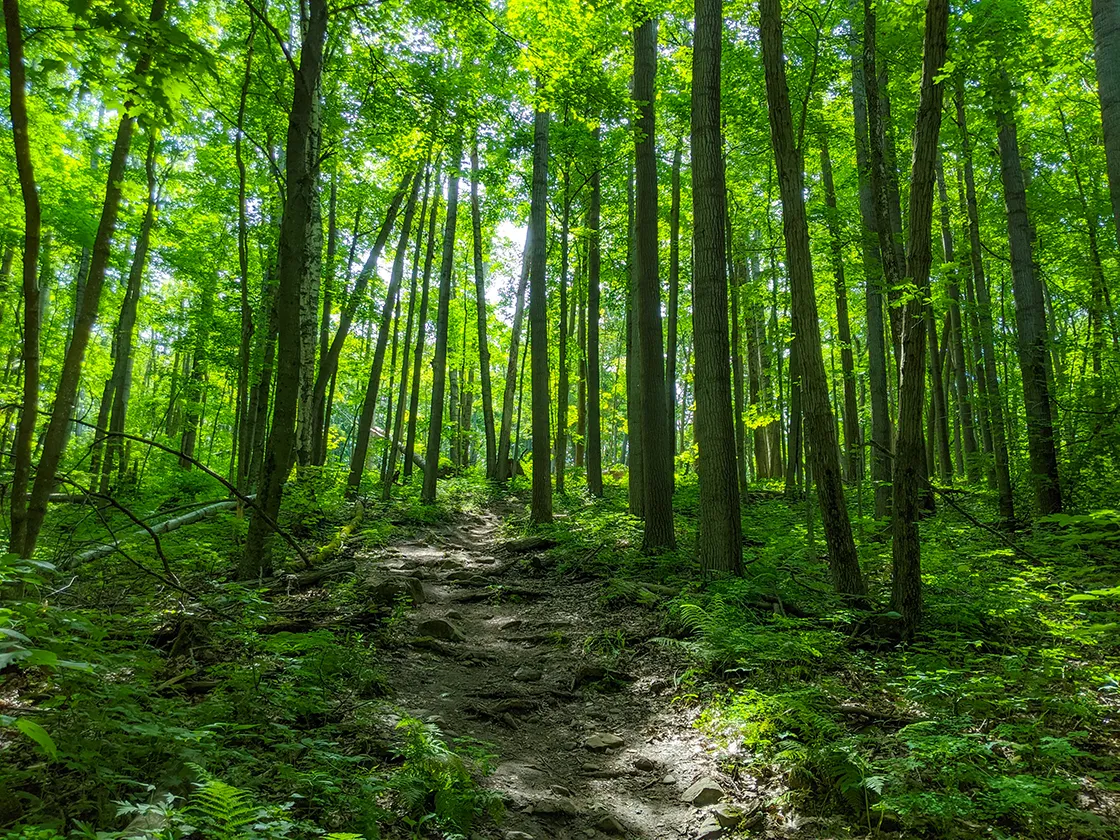 Rocky trail through ferns and forest