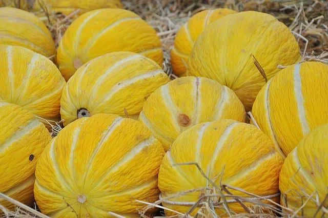 Cold sweet melon peels are a favorite of everyone. Children, adults, and adults alike enjoy this delicious fruit. It usually looks round but looks a bit like Chinese hair. Melon is full of sweetness. It contains about 95% water and it is also full of vitamins and minerals.