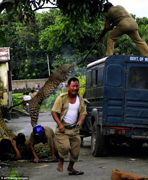 A forest guard aims his rifle as he is attacked by the leopard. One villager lies injured on the ground as while another runs for his life