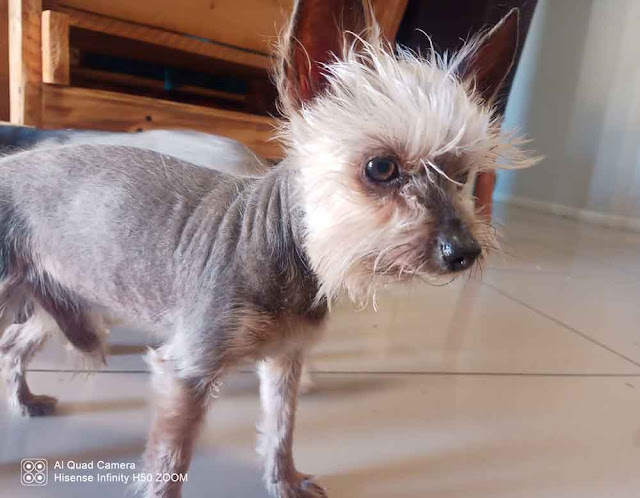 Hairless Yorkshire Terrier Male