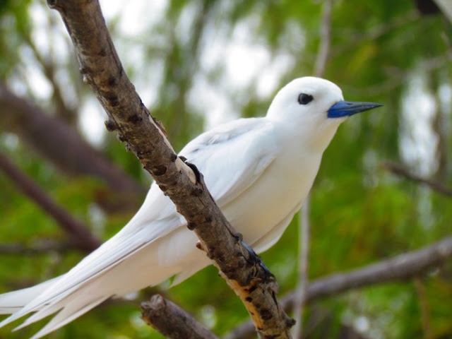 Chim nhàn trắng phân bố rộng khắp Thái Bình Dương, Ấn Độ Dương và một số đảo thuộc Đại Tây Dương