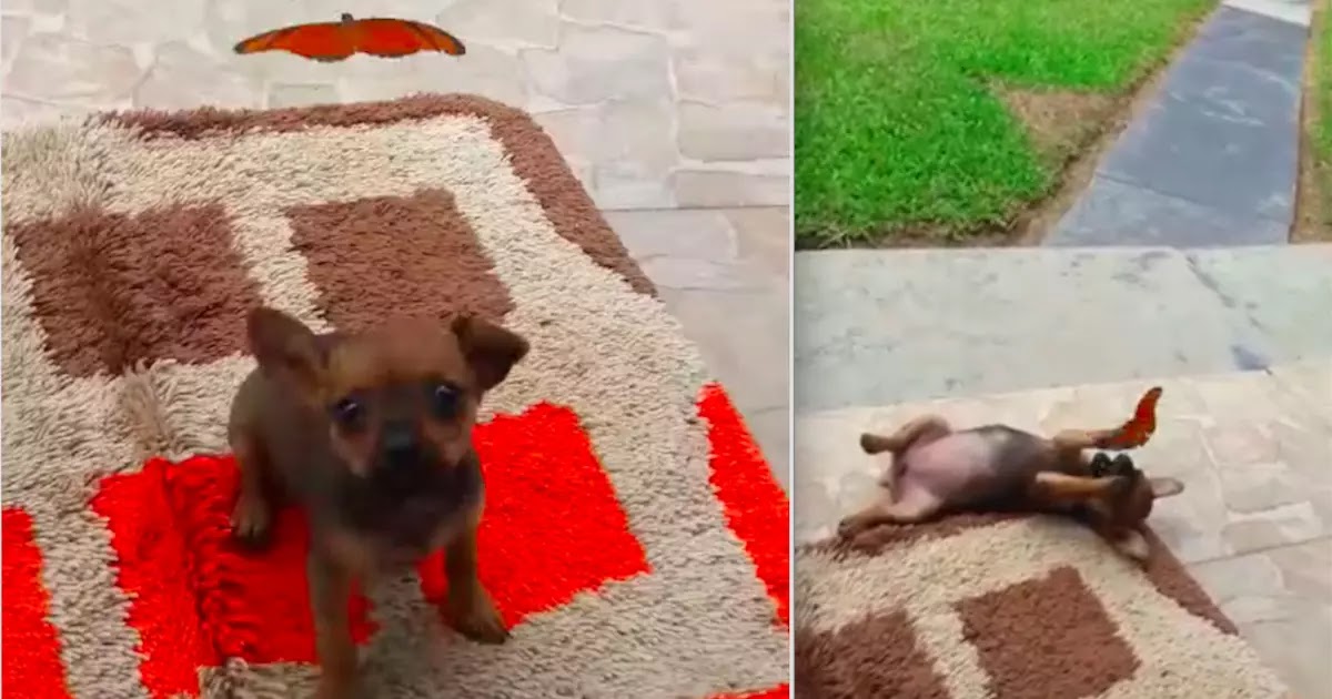 Video Shows Tiny Puppy And Gorgeous Butterfly Playing Together