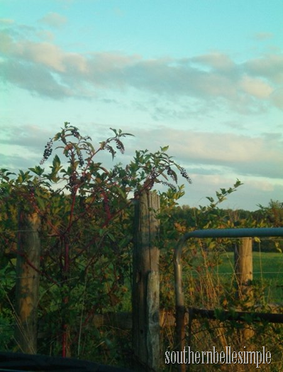 fence rail baxter ayla