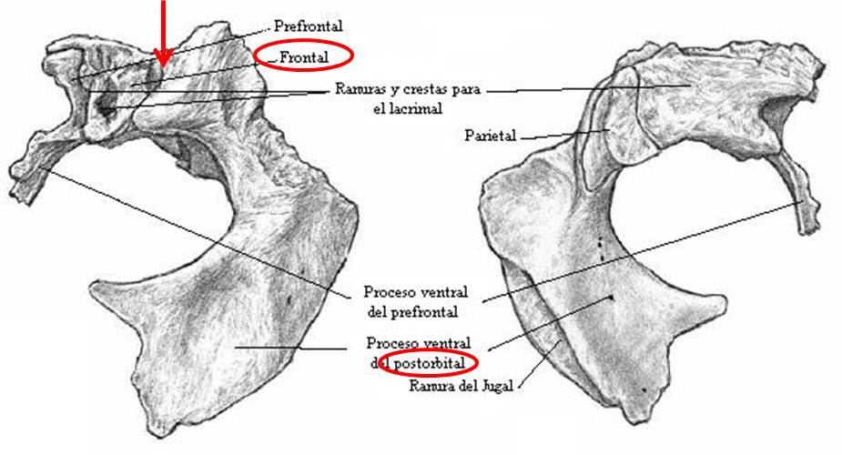 Resultado de imagen de Barra postorbital