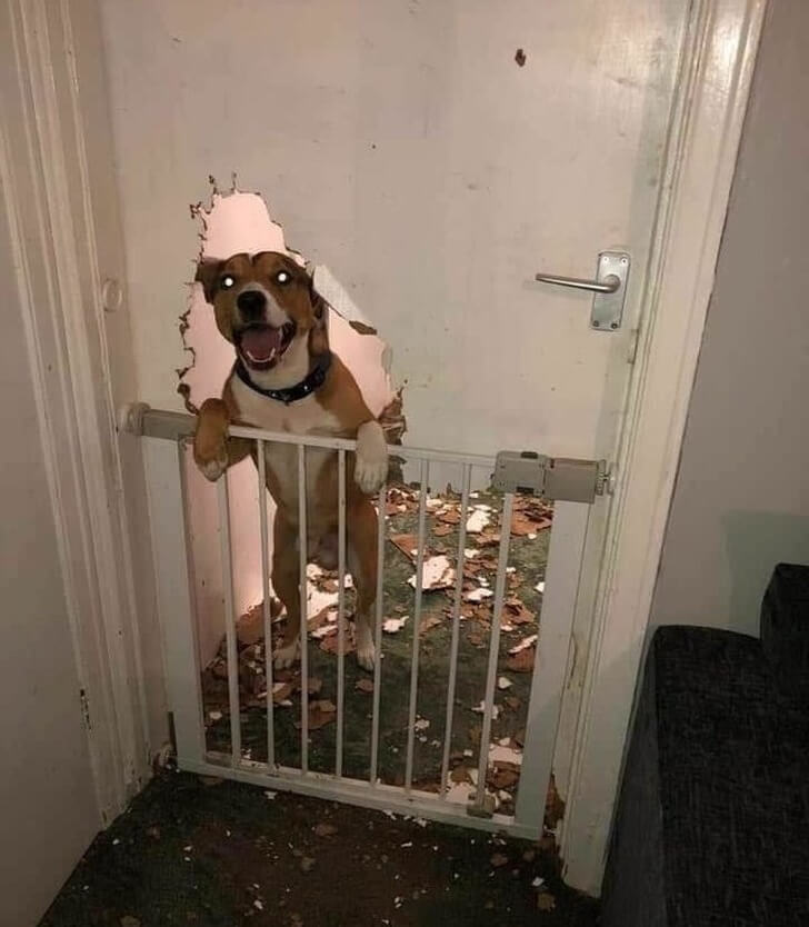 27 Guilty Pets Who Did Not Expect Their Owners To Be Home