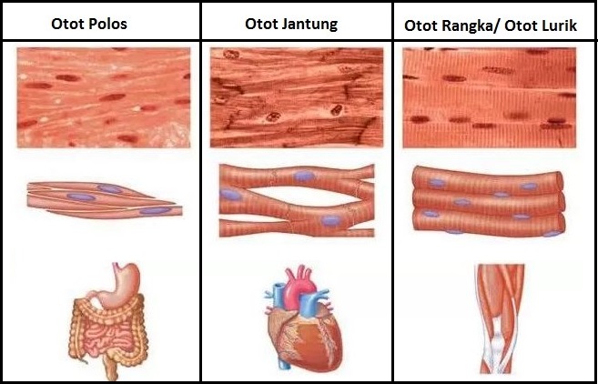 STRUKTUR JARINGAN  HEWAN  DAN BESERTA FUNGSINYA DAN 