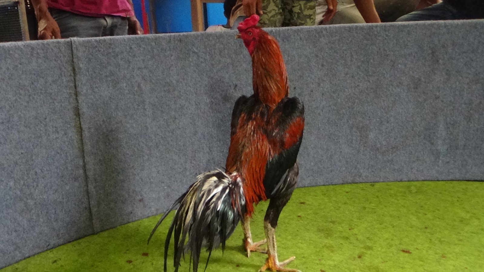 Ayam Petarung Jogjakarta: PEJANTAN MANTAN JUARA PEMBUNUH 