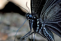 Papilio helenus