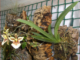 Tolumnia triquetra, flowering orchid species, on raft