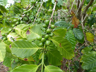 Cerises vertes de caféier - Grain de café