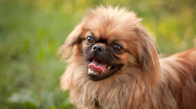 "Pekingese Dog: A regal and elegant ancient Chinese breed, showcasing its luxurious mane and distinctive features, capturing the hearts of dog lovers with its charm."