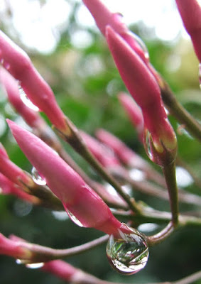 close up photo of jasmine flower bud with water droplet hanging of the bud