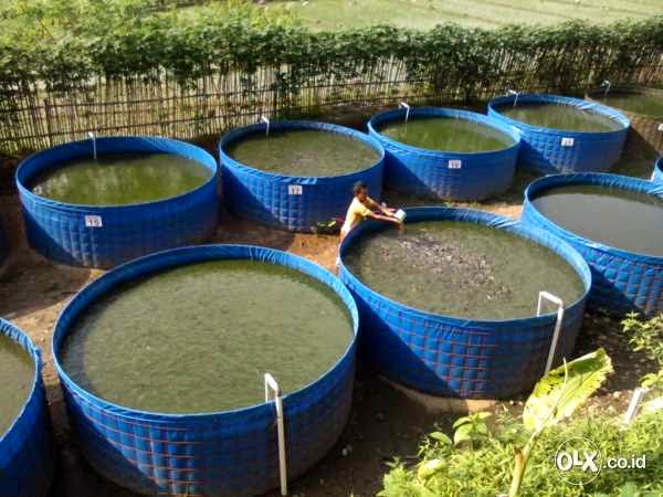  Cara  Membuat Kolam  Terpal  Bulat Untuk Bioflok Azolla 