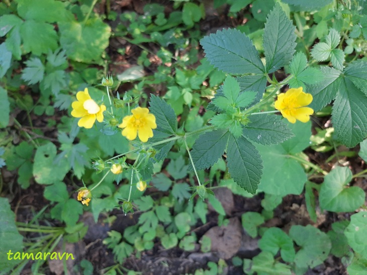 Лапчатка криптотениевая (Potentilla cryptotaeniae)