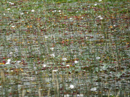 water lilies on a marsh