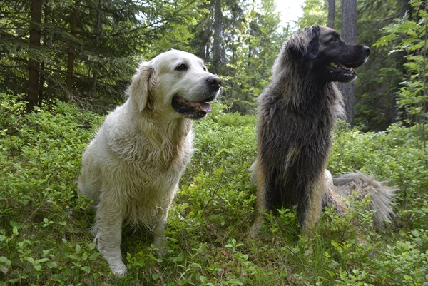 leonberger golden retriever sogna