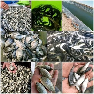 أسعار زريعة السمك