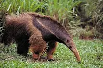 Tamandua bandeira