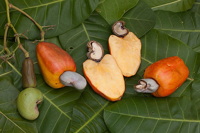 Анакардиум западный / Кешью (Anacardium occidentale)