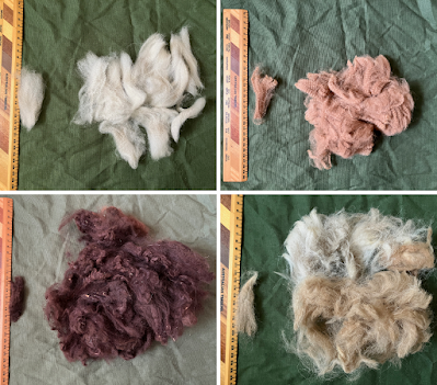 A photo collage of four different alpaca fleeces. Each photo has a handful of raw fibre in the centre, with a single lock laid out against a ruler to the left of it. The upper left fleece is a light, smoky grey, well crimped, with a staple length of 85mm. The upper right is a light fawn, well crimped, with a staple length of 90mm. The lower left is a chocolate brown with lots of visible plant matter and a staple length of 70mm. The lower right is a two-coloured fleece with both pale cream and a light caramel colour. It is noticeably hairier than the other fleeces, with a staple length of 80mm.