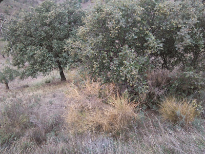 quercus ilux