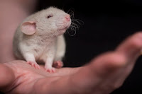 A laboratory rat sits on a hand
