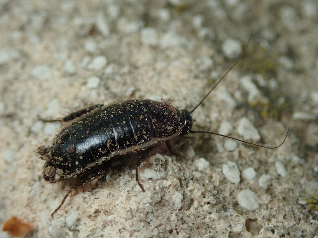 Loboptera decipiens