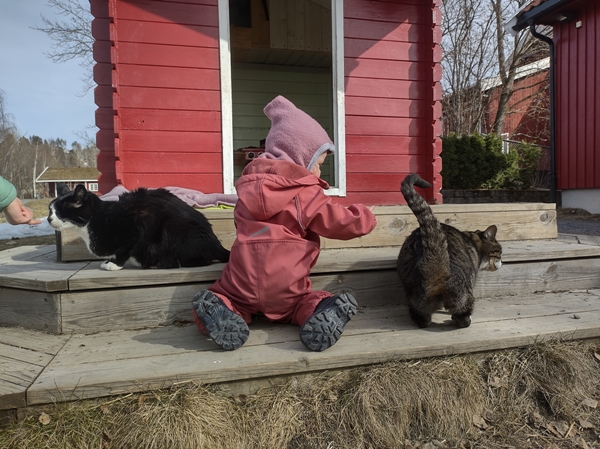 barnahage pus katt kattepus pusekatt