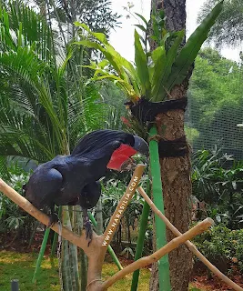 Jakarta Bird Land Ancol: Wisata Edukasi Berinteraksi Dengan Aneka Burung