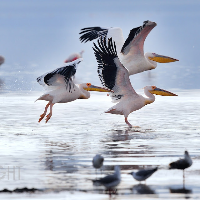 Water Bird Photos