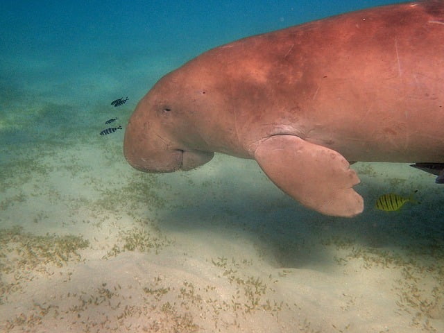 Jenis-jenis Mamalia Laut