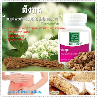 สมุนไพรรักษาโรค ตังกุย Thai Herb บำรุงโลหิต แก้ปวดประจำเดือน กระตุ้นการไหลเวียนเลือด มดลูกเข้าอู่ ขับน้ำคาวปลา