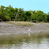 Sundarbans- The Land of Eclectic Varieties