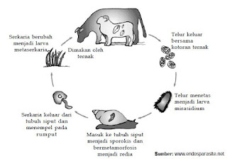 Klasifikasi Contoh Serta Siklus Hidup  Hewan  dari Filum 