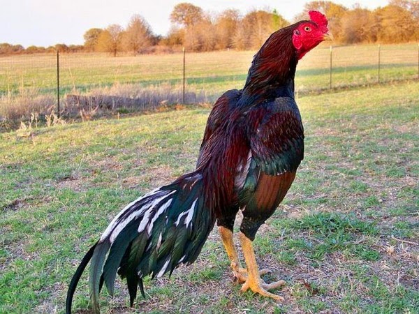  Gambar  Edisi Jajah Agustus Ayam  Bangkok Shamo Jepang 