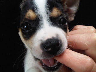 Jack Russell puppy Wallpapers