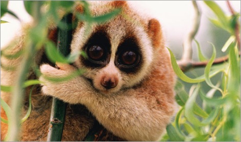 03-Slow-Loris