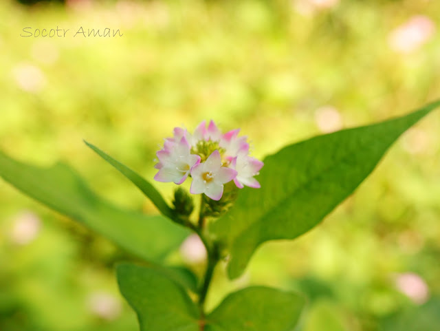 Polygonum thunbergii